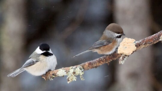 Black-capped and Boreal Chickadees