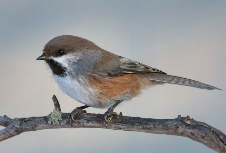 Boreal Chickadee (Poecile hudsonicus)