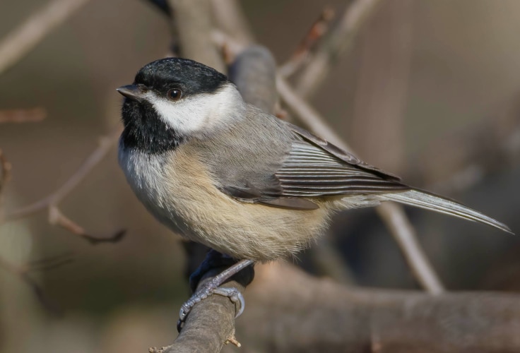 Carolina Chickadee (Poecile carolinensis)