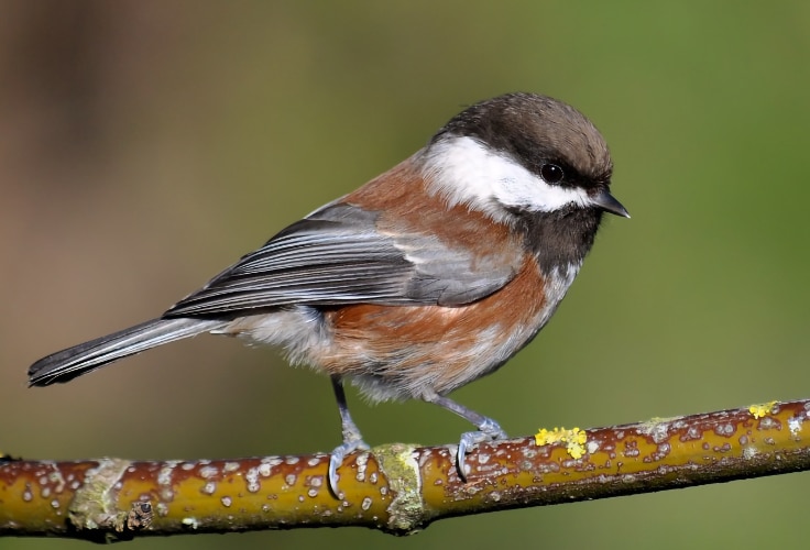 Chestnut-backed Chickadee (Poecile rufescens)