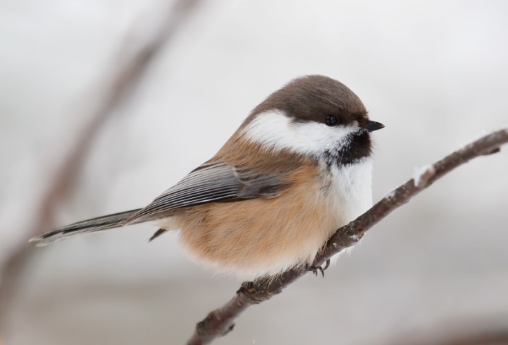Gray-headed Chickadee (Poecile cinctus)