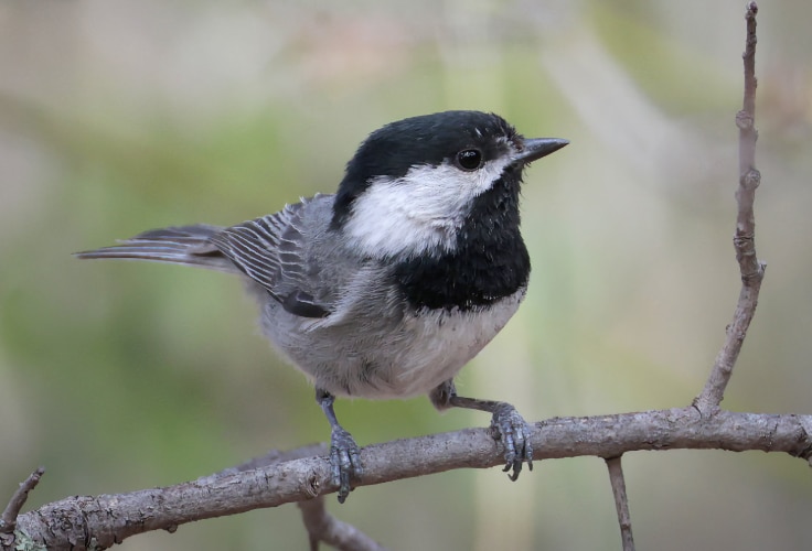 Mexican Chickadee (Poecile sclateri)