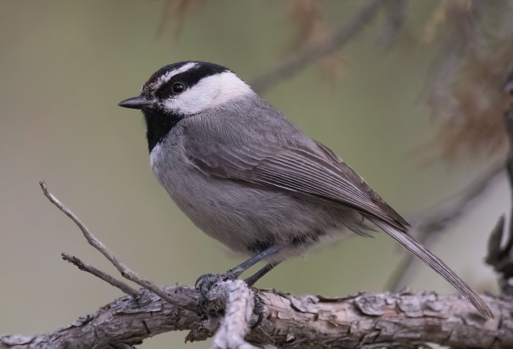 Mountain Chickadee (Poecile gambeli)