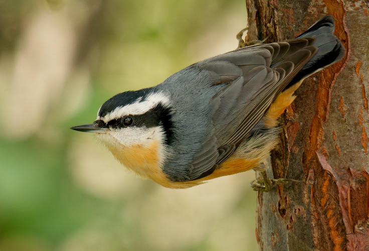 Red-breasted Nuthatch (Sitta canadensis)
