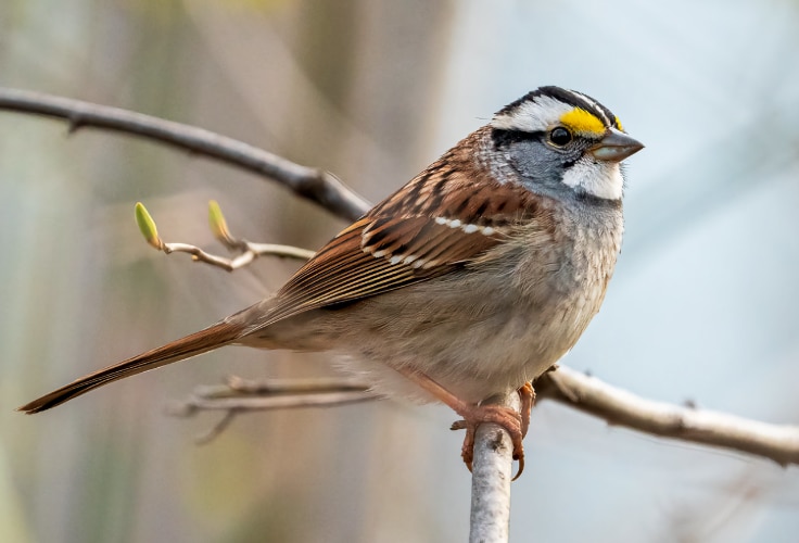 White-throated Sparrow (Zonotrichia albicollis)